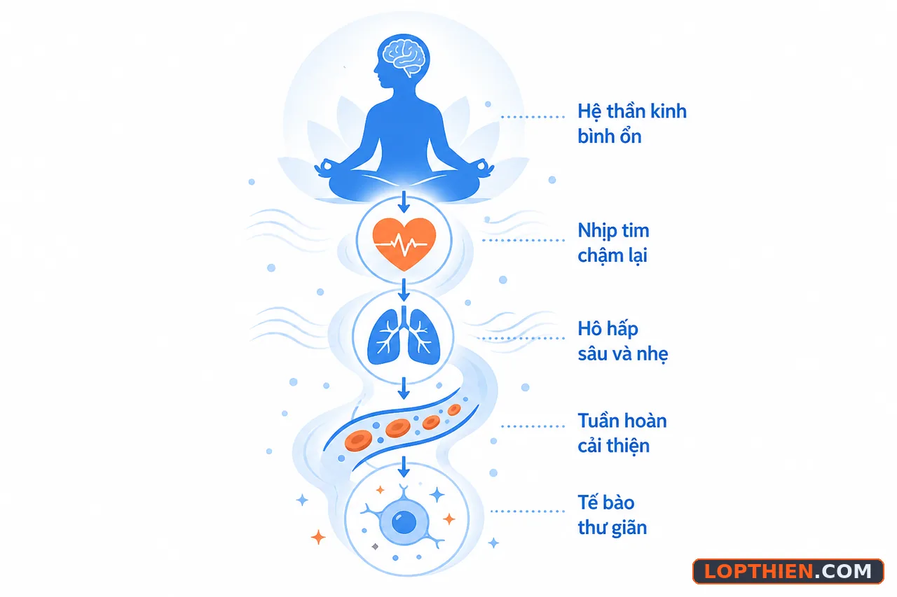 Phản ứng sinh lý trong cơ thể thư giãn, sóng thư giãn lan từ não xuống hệ tuần hoàn